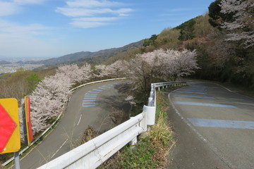桜の咲く坂道の風景