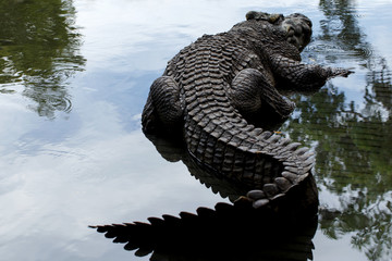 crocodile in the zoo