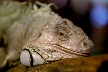 Big iguana on tree branch