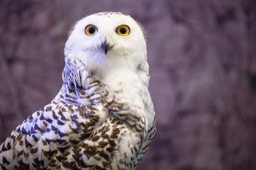 beautiful owl with big eye