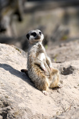 Fototapeta premium meerkat in wildlife park
