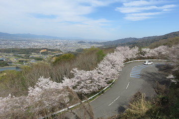 Fototapeta premium 桜と町の見える風景