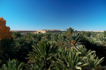Fototapeta na wymiar palm trees in desert in Gorges of Ziz morocco