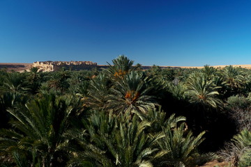Fototapeta na wymiar palm trees in desert in Gorges of Ziz morocco