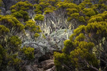 Végétation d'altitude