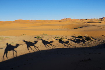 Fototapeta na wymiar shadows camels sand dunes in the desert Erg Chebbi morocco