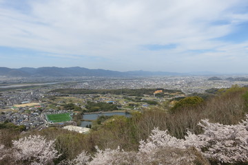 山から見る桜と町の風景