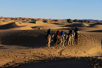 camel sand dunes in the desert Erg Chebbi morocco