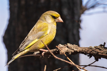 A bright greenfinch sits on a branch in the park and looks at the photographer. Urban green and yellow warbler in nature habitat. Close-up.