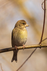 A bright greenfinch sits on a branch in the park and looks at the photographer. Urban green and yellow warbler in nature habitat. Close-up.