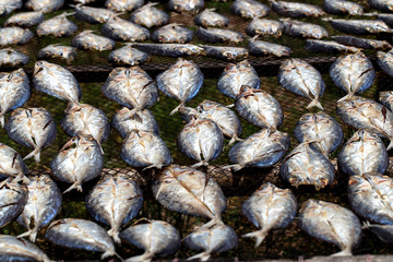 salted dry fish on Netting