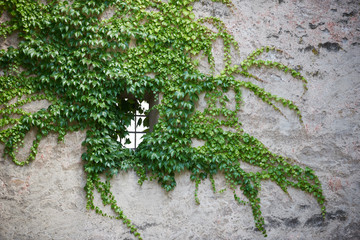 Grüne Pflanze an einer grauen Hauswand wächst über ein Fenster