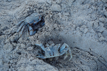 Horn-eyed ghost crab