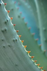 Grüner Kaktus mit roten Dornen