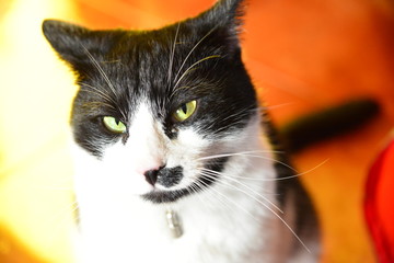 portret czarno-białego kota, zbliżenie 1 © Mariola