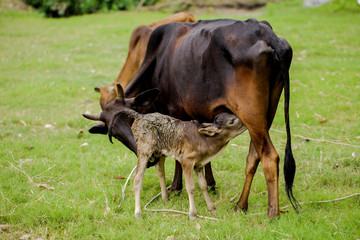 Naklejka na ściany i meble The caw and calf are standing on green grass