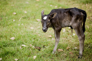 The calf stands on green grass