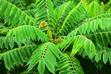 fresh and green leaves of averrhoa bilimbi with natural background