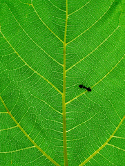 Close up of ant on a backlighted fig leaf in vertical