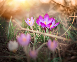 crocus in spring