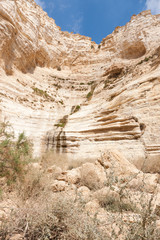 Fototapeta premium Canyon of Ein Avdat National Park, the Negev Desert, Southern Israel