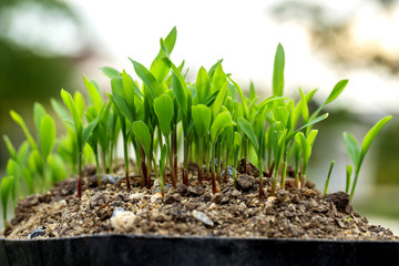 green corn sprouts