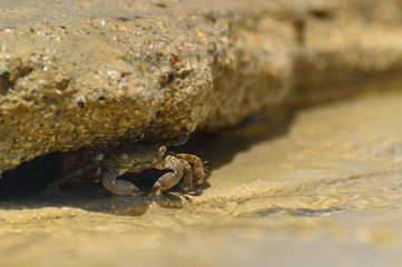 A young crab in a natural environment on the seashore.