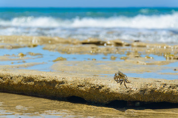 A young crab in a natural environment on the seashore.