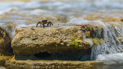 A young crab in a natural environment on the seashore.