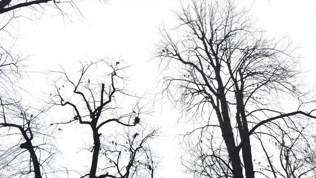 Bare dark trees with flock of black birds silhouettes. Winter landscape with naked woods and flying raven on distanse
