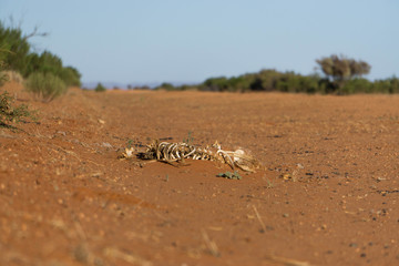 bones on the road in desert