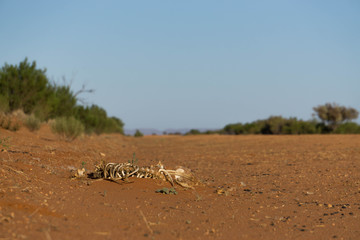 Fototapeta na wymiar bones on the road in desert