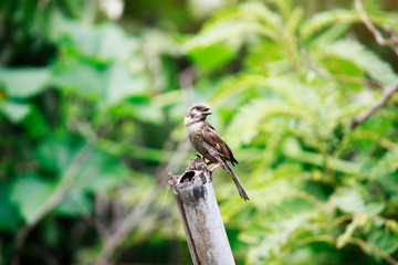 Sociable Weaver Bird on wood Stump and green nature wild background.