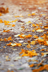 Beautiful yellow leaves falling on the ground in the garden. Foliage in autumn with natural sunlight.