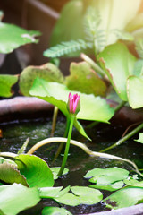 Pink Lotus bud in the pond with natural light and sunray in the water lily flowers garden.