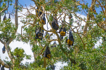 Fototapeta premium flying fox on tree