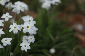白い小さな春の花