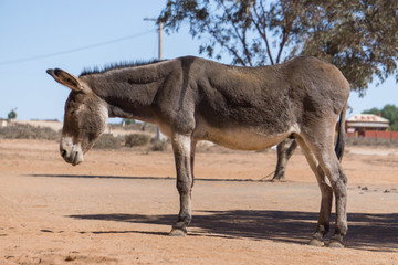 portrait of wild  donkey in desert
