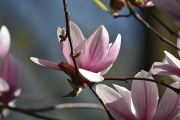 Magnolienbl&uuml;te (Magnolia)