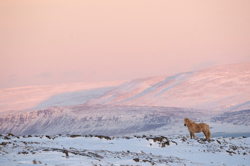 Icelandic horse in winter - at sunrise