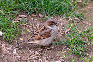 Wild sparrow with green glitter on beak in Paris, France