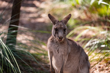 Naklejka na ściany i meble kangaroos in the forest