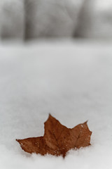 leaf on snow