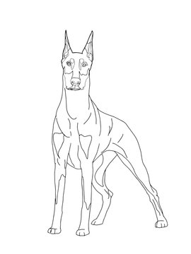 doberman pinscher realistic drawing  line