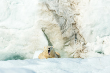 Polar bear in front of glacier.