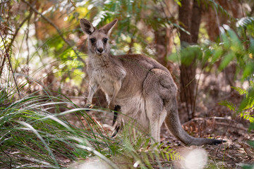 Naklejka na ściany i meble kangaroos in the forest
