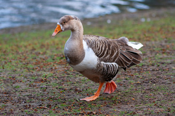 Entspannte Graugans mit Schnabel und Schwimmfüßen in adrettem orange spaziert an einem See auf Nahrungssuche