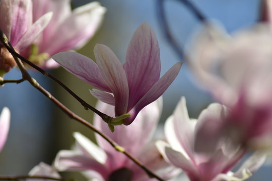 Magnolienbl&uuml;ten (Magnolia)