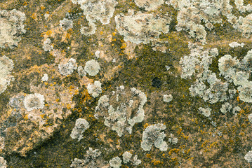 Northern lichen on stone close up - beautiful stone background