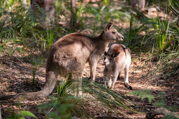 Obraz na płótnie Canvas kangaroos in the forest